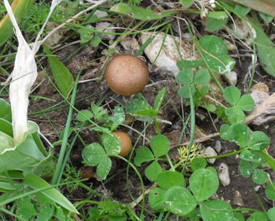 Determinazione fungo